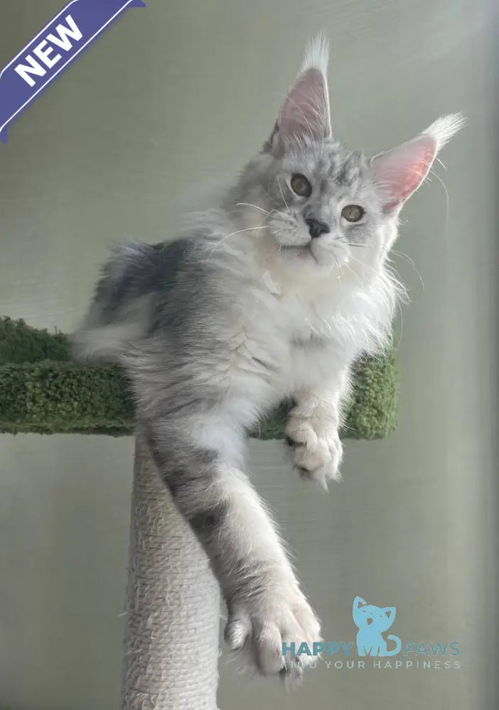 Cecilia Maine Coon female black silver tabby - live animals