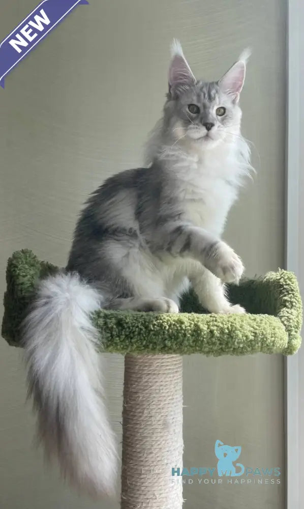 Cecilia Maine Coon female black silver tabby - live animals