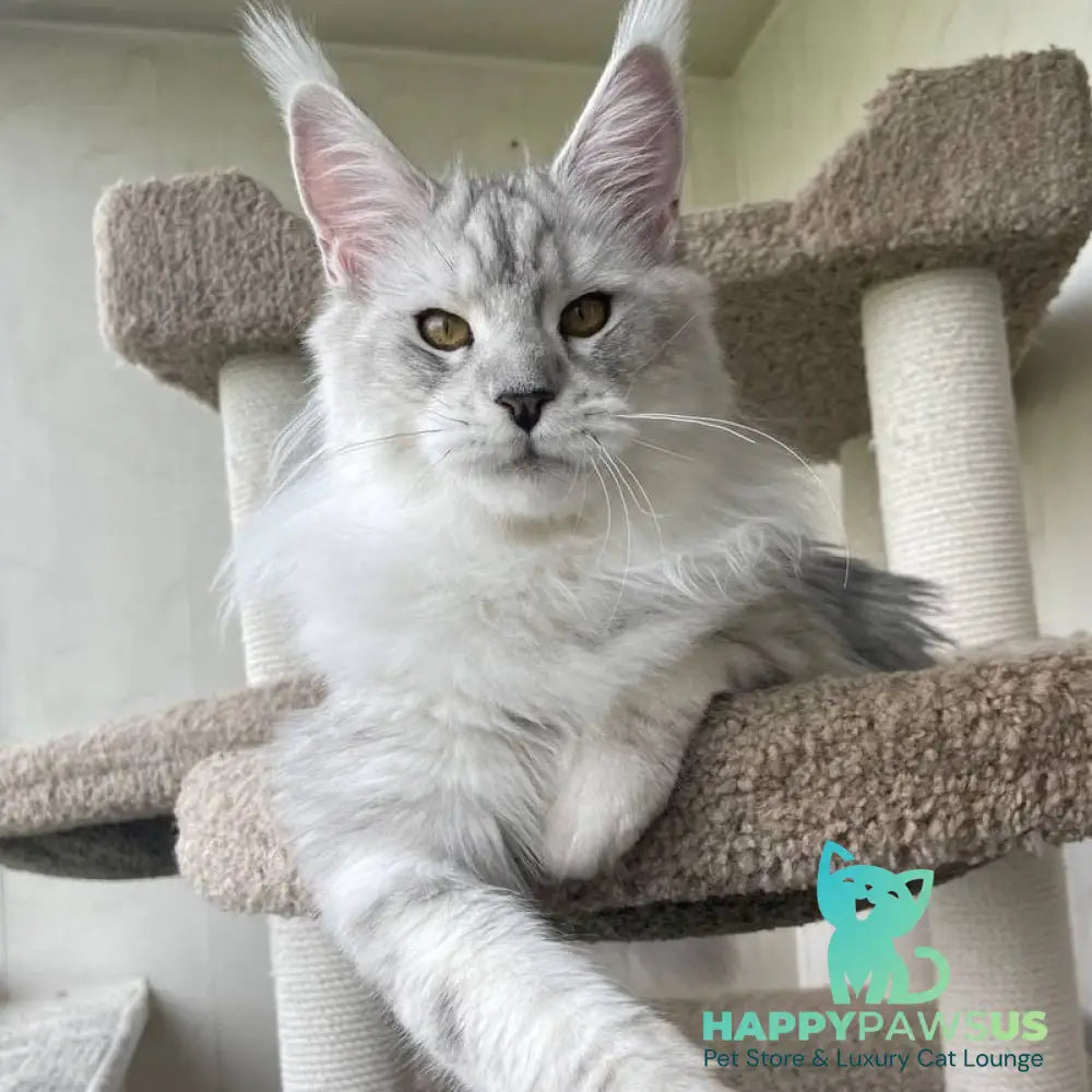 Cecilia Maine Coon female black silver tabby - live animals