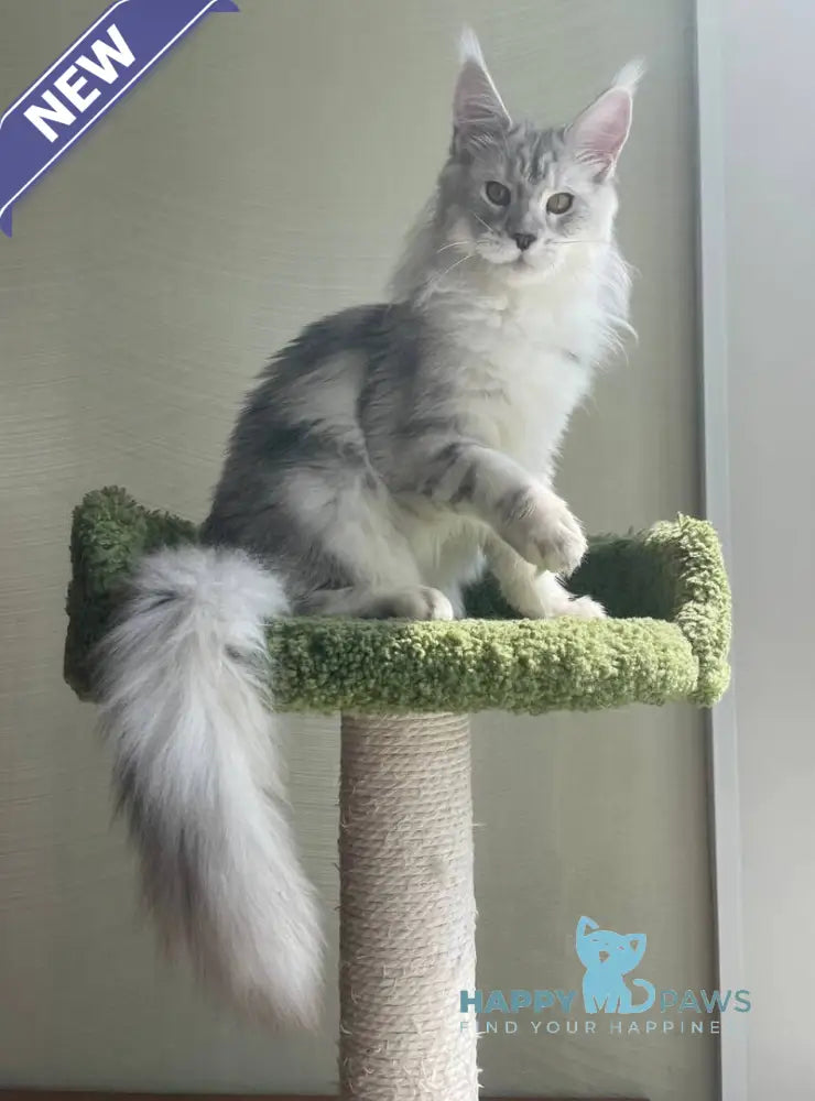 Cecilia Maine Coon female black silver tabby - live animals