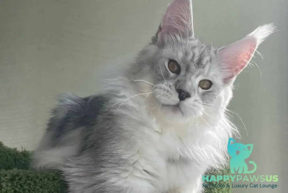 Cecilia Maine Coon female black silver tabby - live animals