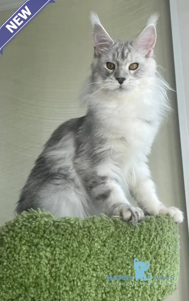 Cecilia Maine Coon female black silver tabby - live animals