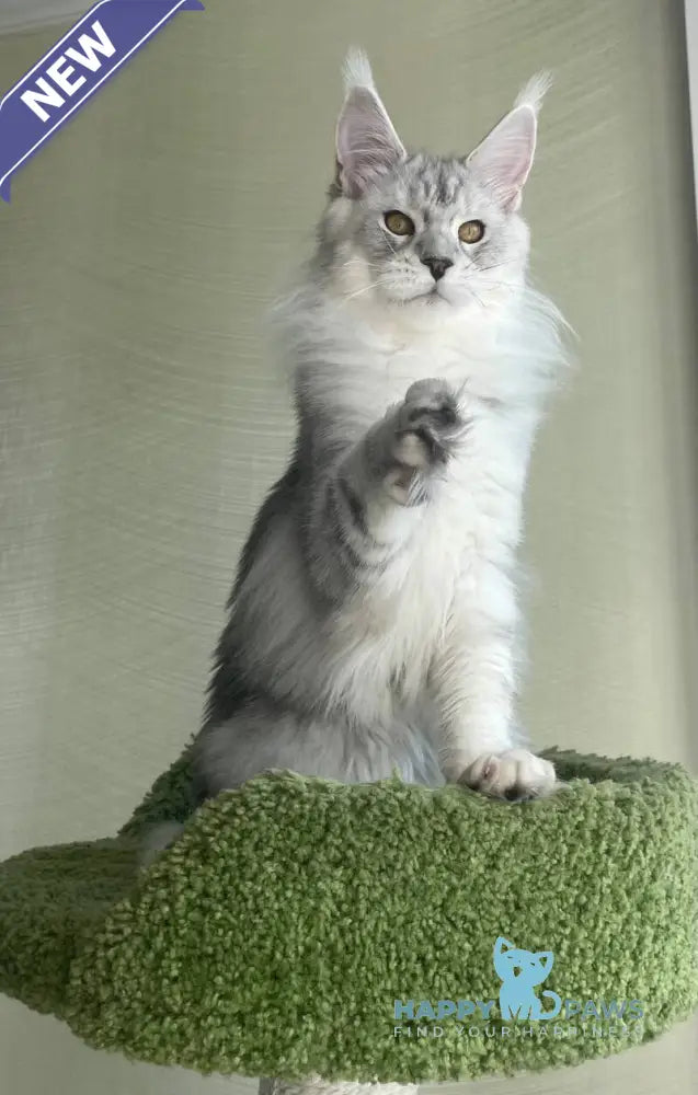 Cecilia Maine Coon female black silver tabby - live animals