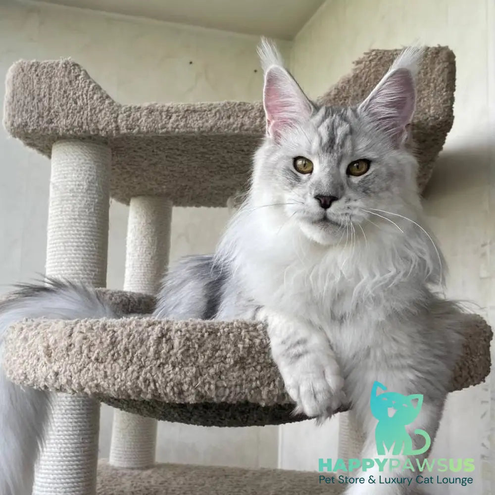Cecilia Maine Coon female black silver tabby - live animals