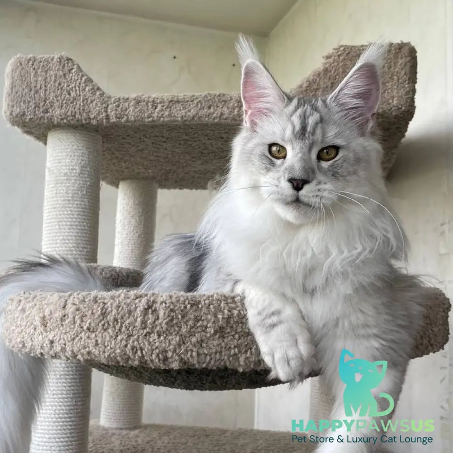 Cecilia Maine Coon female black silver tabby - live animals