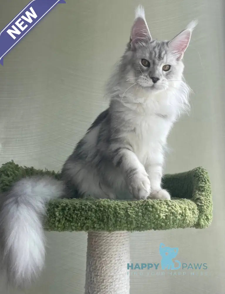 Cecilia Maine Coon female black silver tabby - live animals