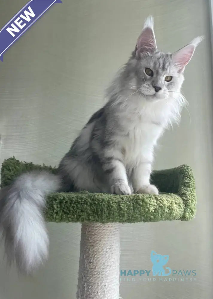 Cecilia Maine Coon female black silver tabby - live animals