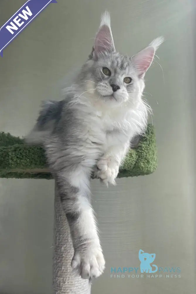 Cecilia Maine Coon female black silver tabby - live animals