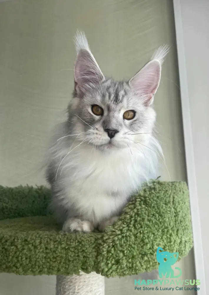 Cecilia Maine Coon female black silver tabby - live animals