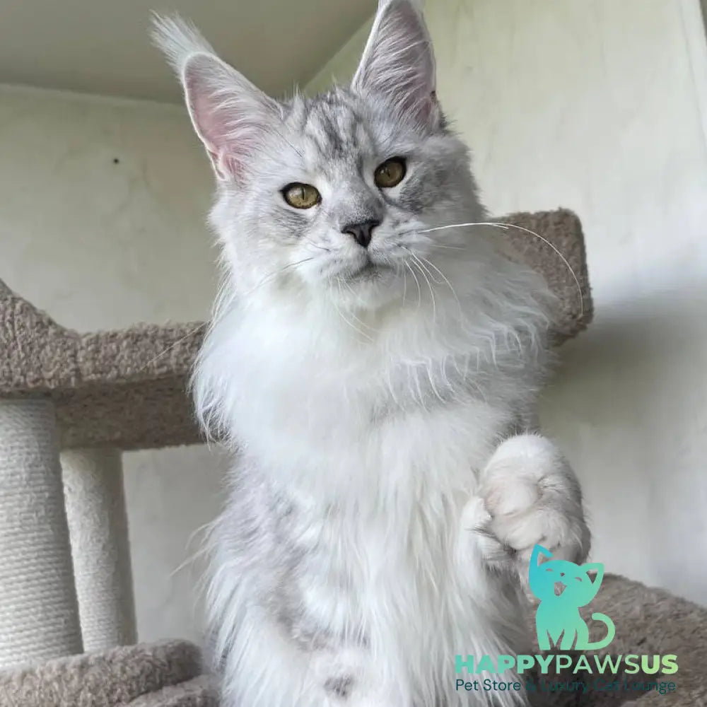 Cecilia Maine Coon female black silver tabby - live animals