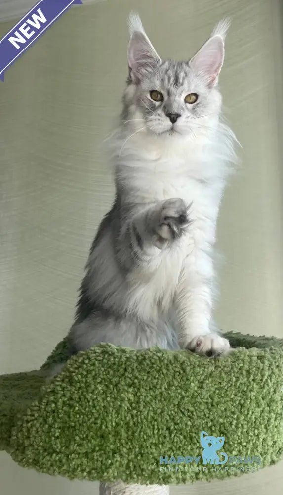 Cecilia Maine Coon female black silver tabby - live animals