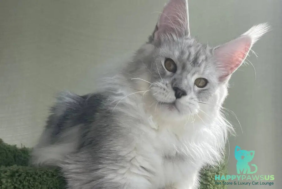 Cecilia Maine Coon female black silver tabby - live animals