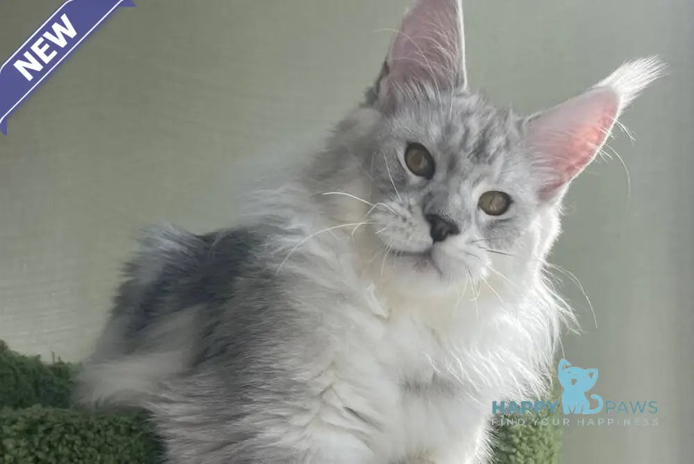 Cecilia Maine Coon female black silver tabby - live animals