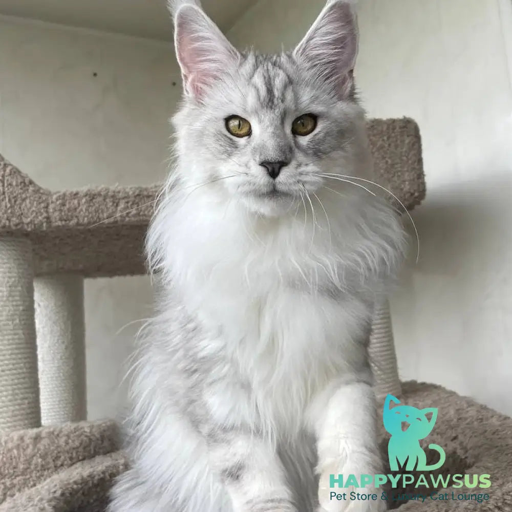 Cecilia Maine Coon female black silver tabby - live animals