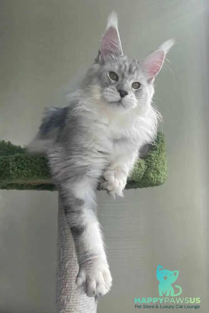 Cecilia Maine Coon female black silver tabby - live animals