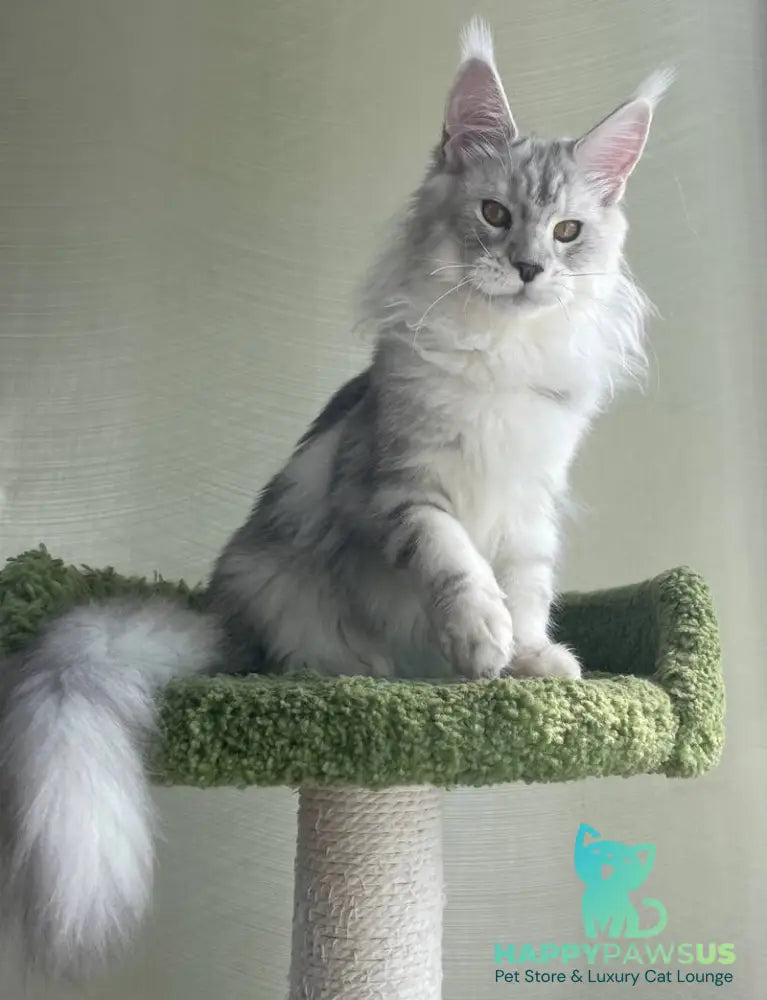 Cecilia Maine Coon female black silver tabby - live animals