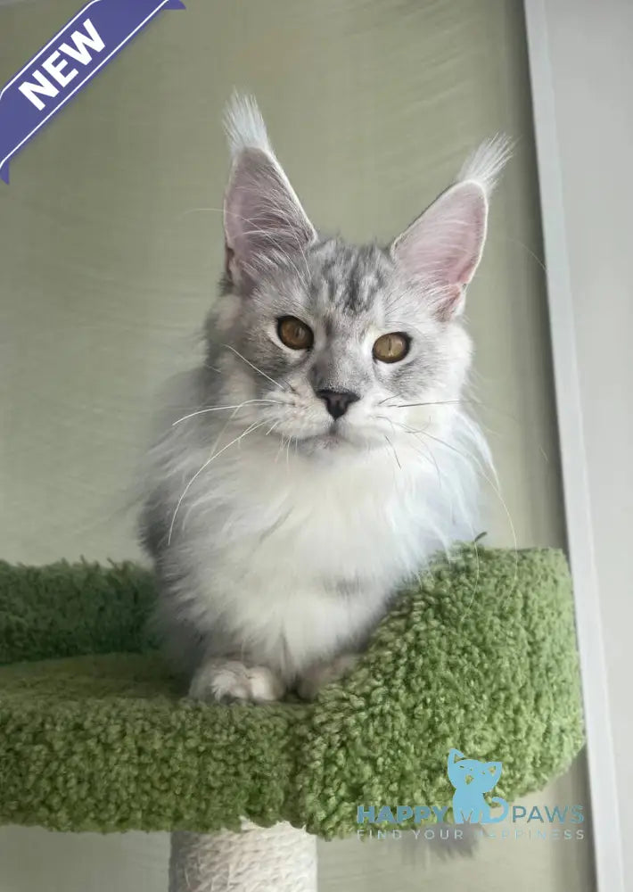 Cecilia Maine Coon female black silver tabby - live animals