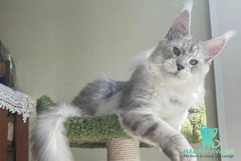 Cecilia Maine Coon female black silver tabby - live animals