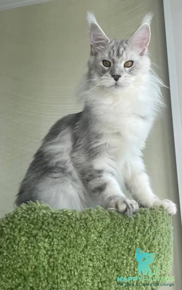 Cecilia Maine Coon female black silver tabby - live animals