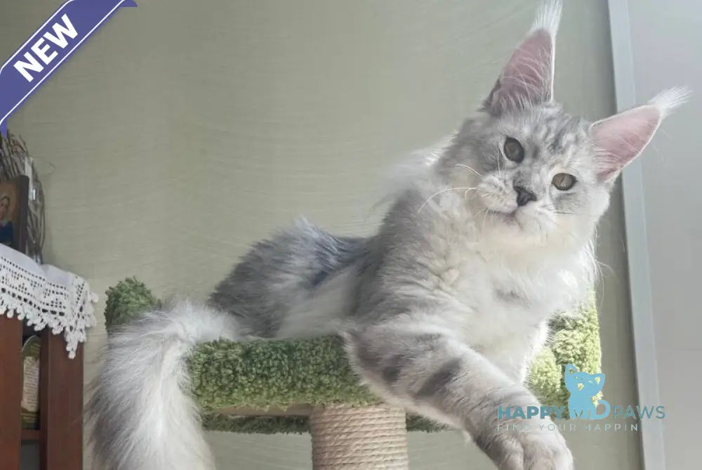 Cecilia Maine Coon female black silver tabby - live animals