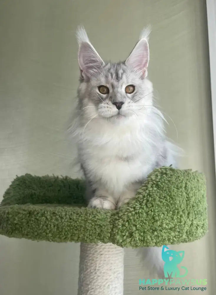 Cecilia Maine Coon female black silver tabby - live animals