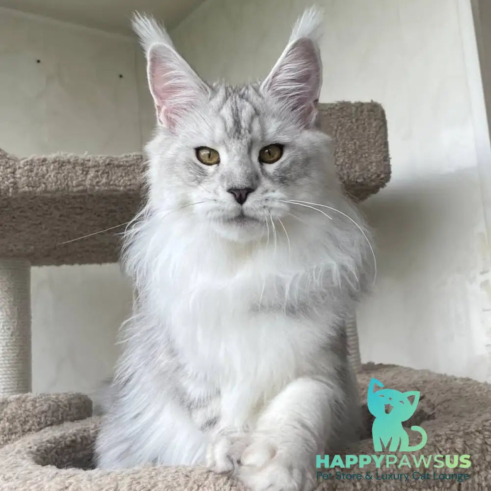 Cecilia Maine Coon female black silver tabby - live animals