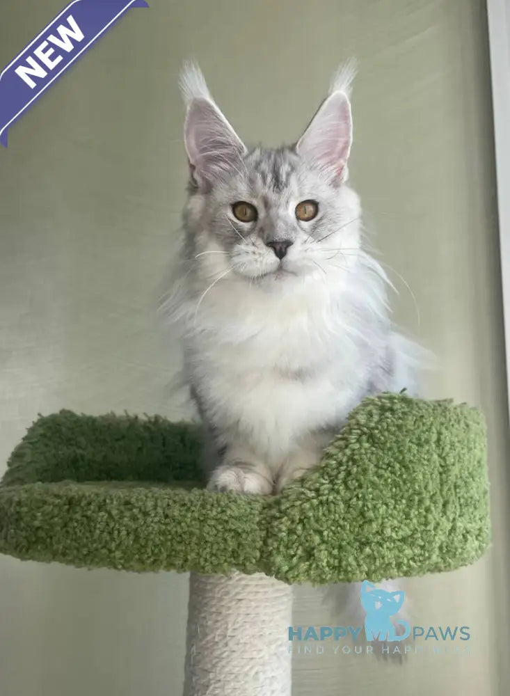 Cecilia Maine Coon female black silver tabby - live animals