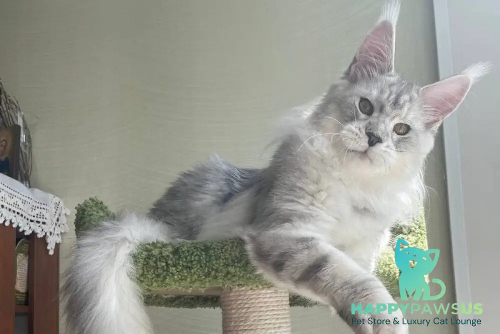 Cecilia Maine Coon female black silver tabby - live animals