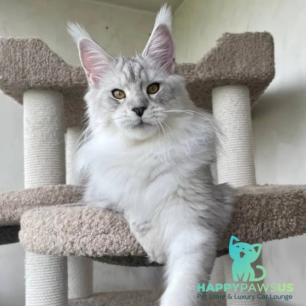 Cecilia Maine Coon female black silver tabby - live animals