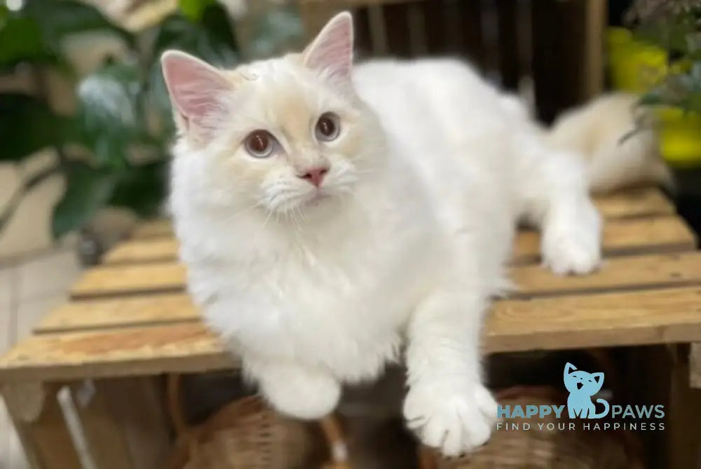 Cedris Ragdoll male cream mitted tabby live animals