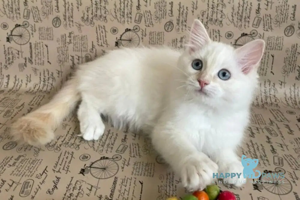 Cedris Ragdoll male cream mitted tabby live animals