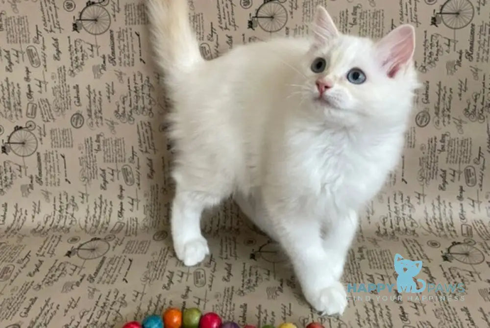 Cedris Ragdoll male cream mitted tabby live animals