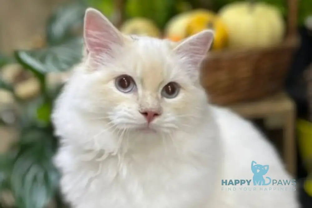 Cedris Ragdoll male cream mitted tabby live animals