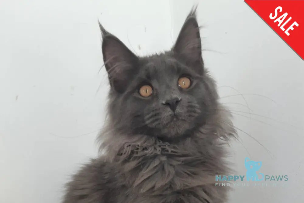 Cеlesta Maine Coon female blue live animals
