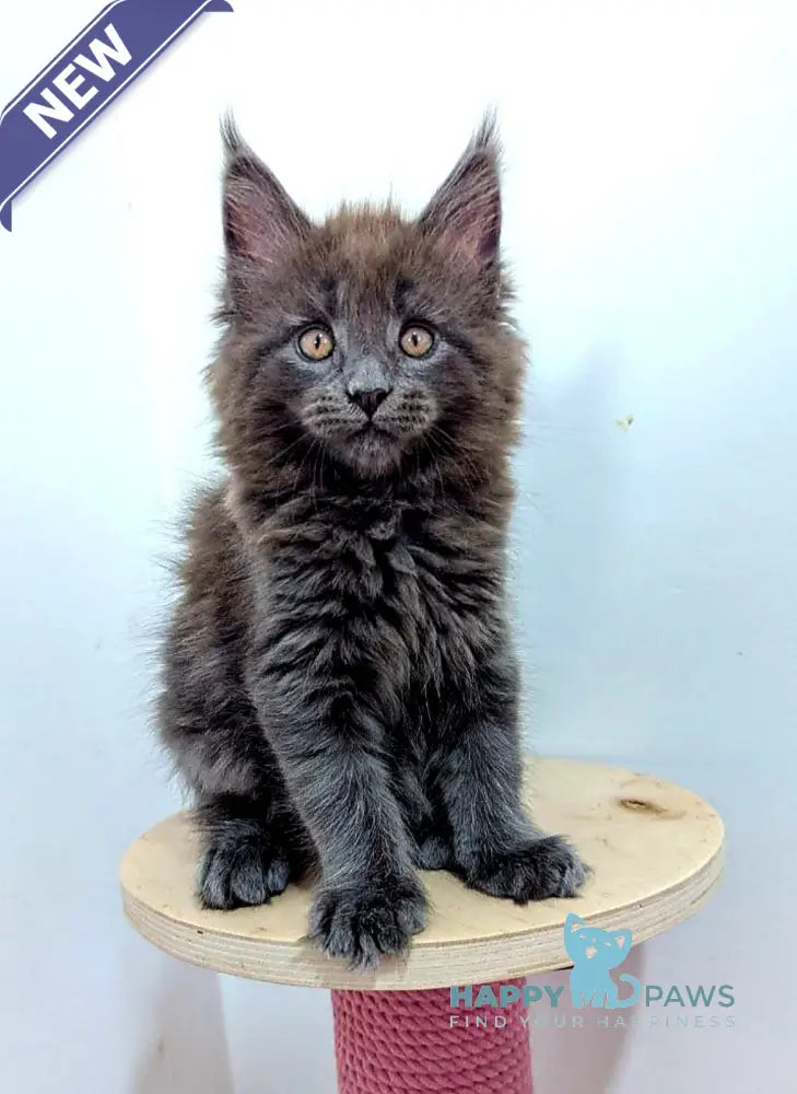 Cеlesta Maine Coon female blue live animals