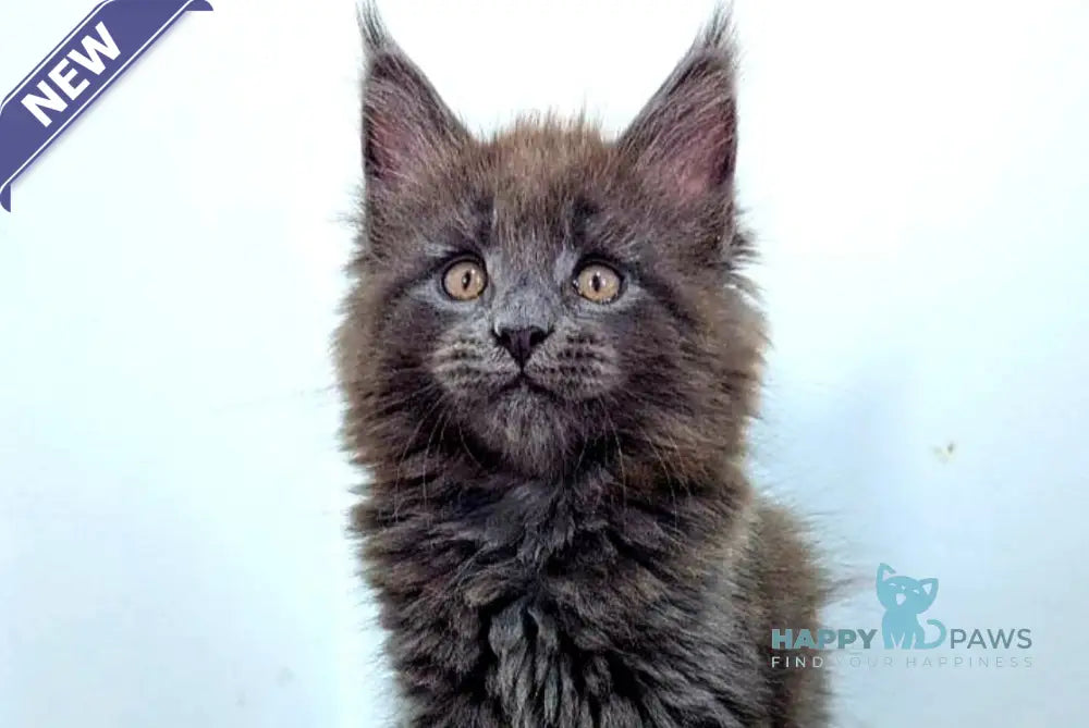 Cеlesta Maine Coon female blue live animals