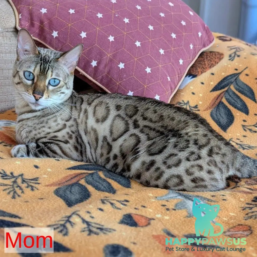 Celeste Bengal female black silver spotted tabby pointed - live animals