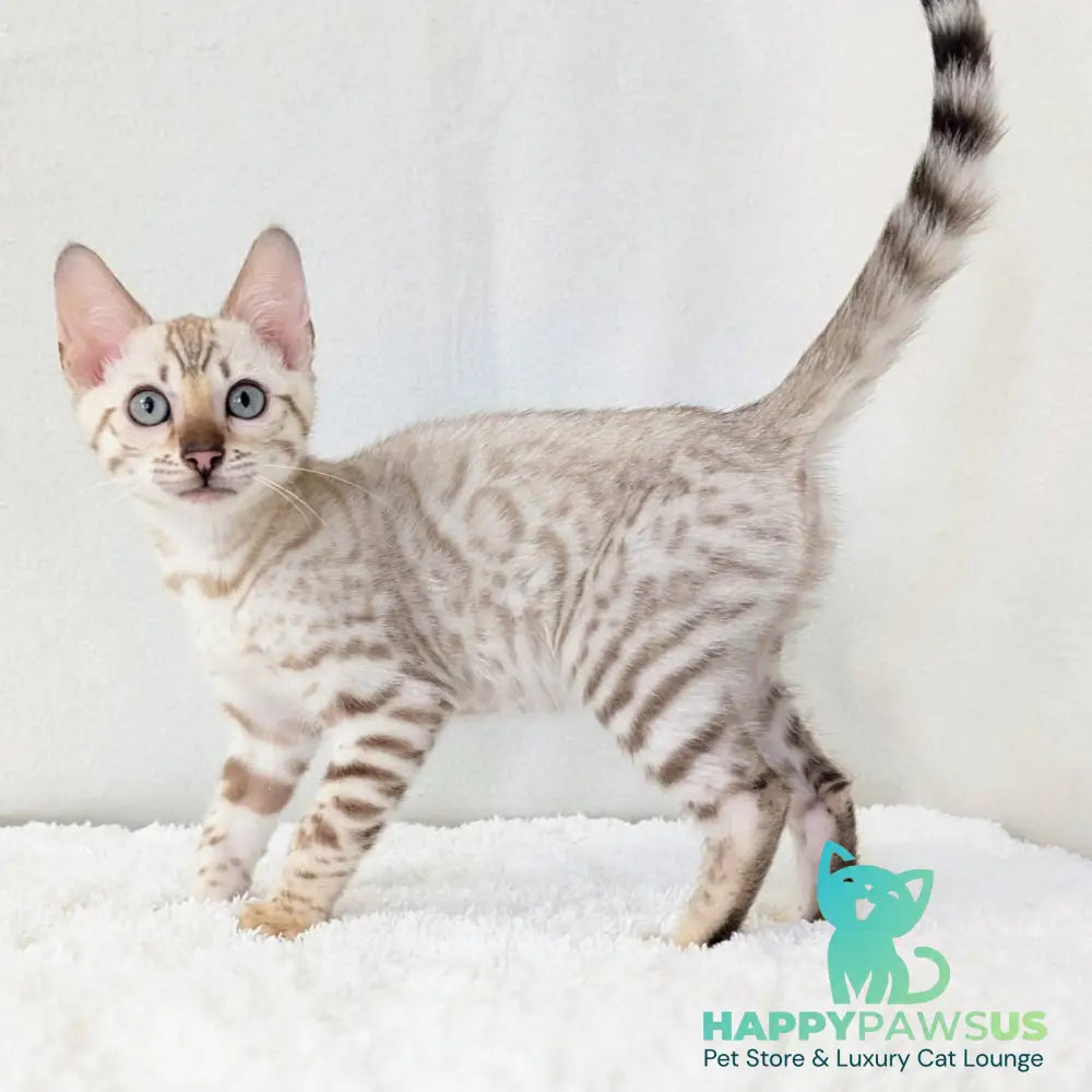 Celeste Bengal female black silver spotted tabby pointed - live animals
