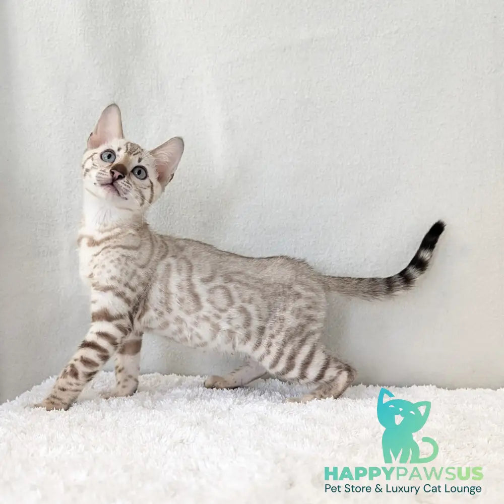 Celeste Bengal female black silver spotted tabby pointed - live animals