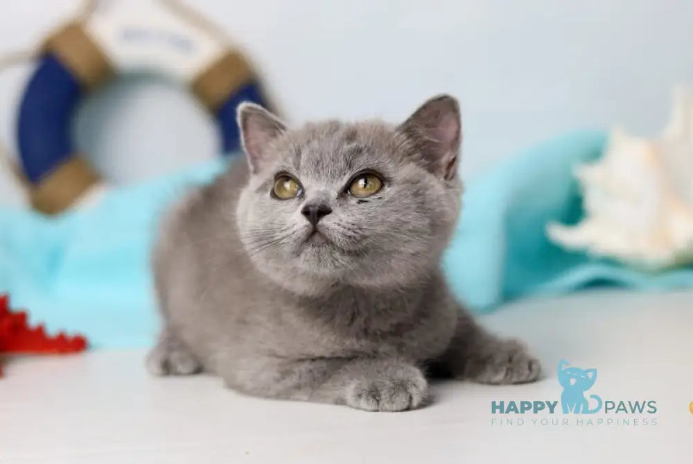 Celeste British Shorthair female blue live animals