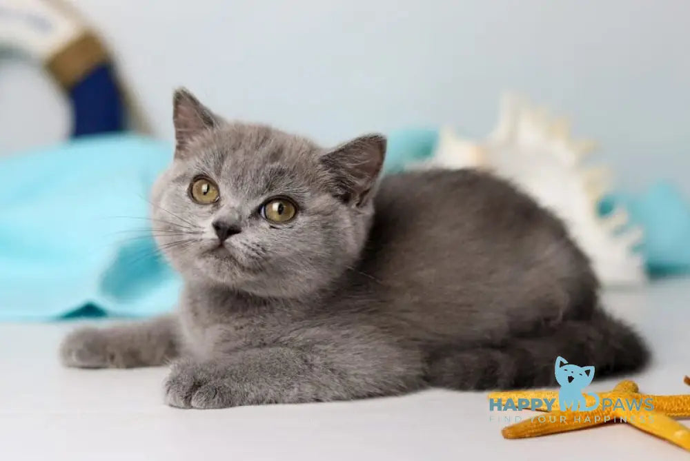 Celeste British Shorthair female blue live animals