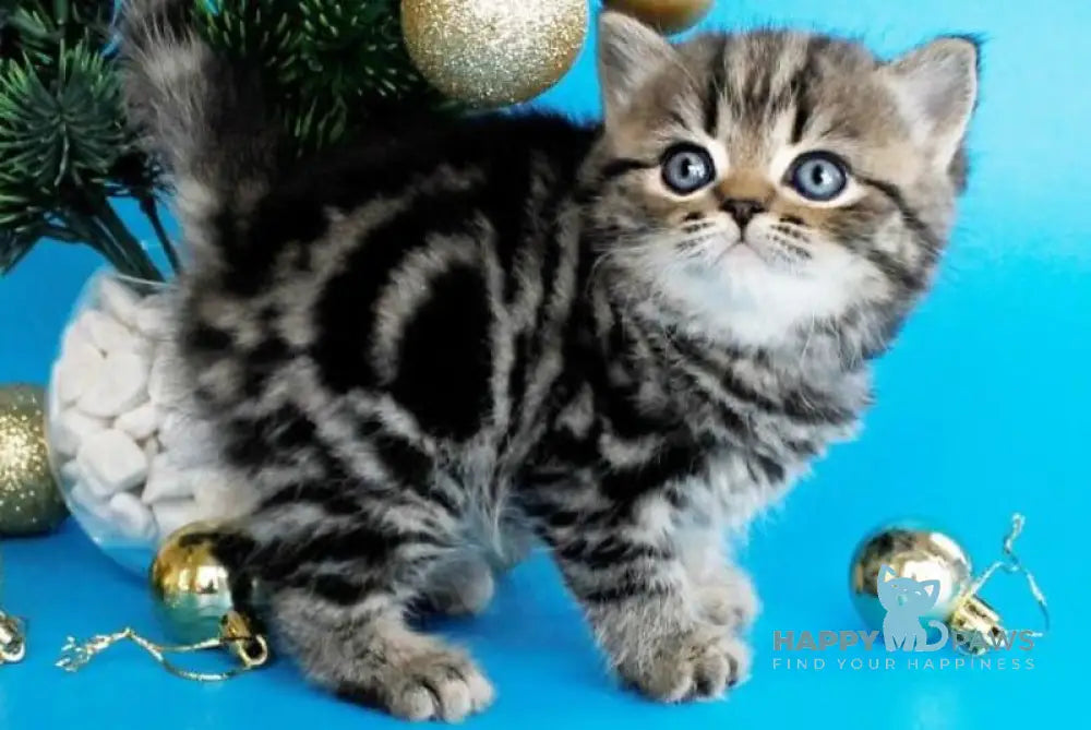 Celin British Shorthair female black tabby live animals