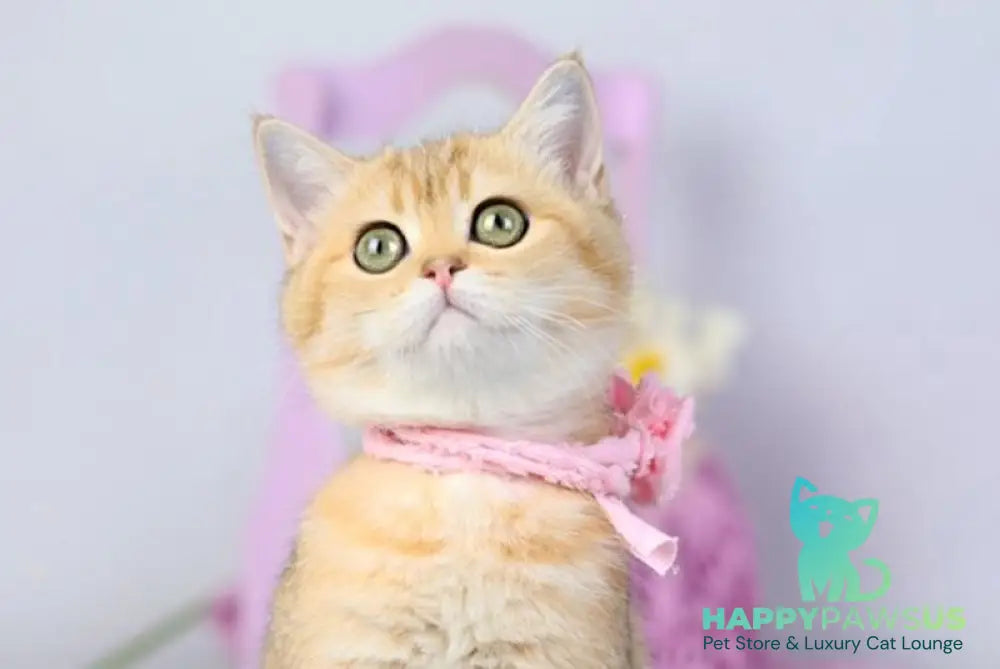 Celine British Shorthair female black golden shaded live animals
