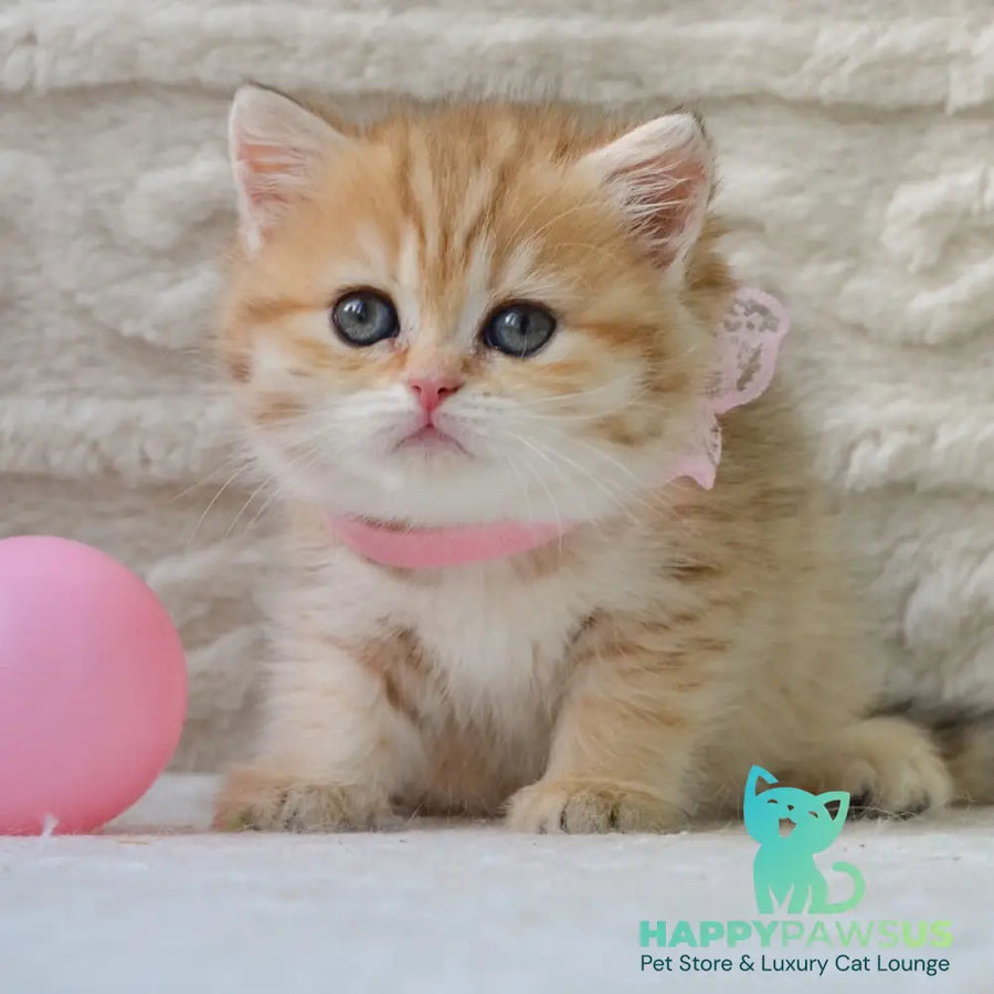 Celine British Shorthair female black golden spotted tabby - live animals