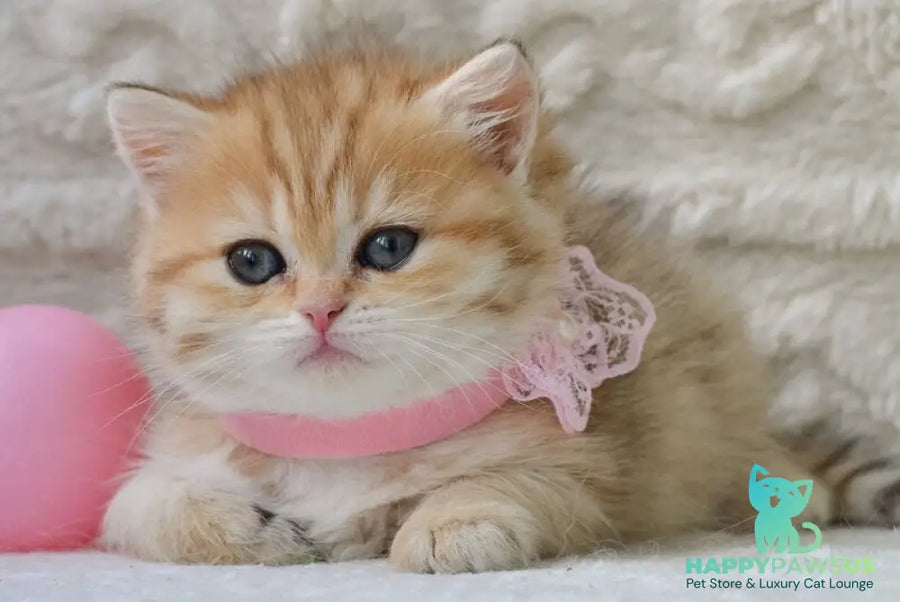 Celine British Shorthair female black golden spotted tabby - live animals