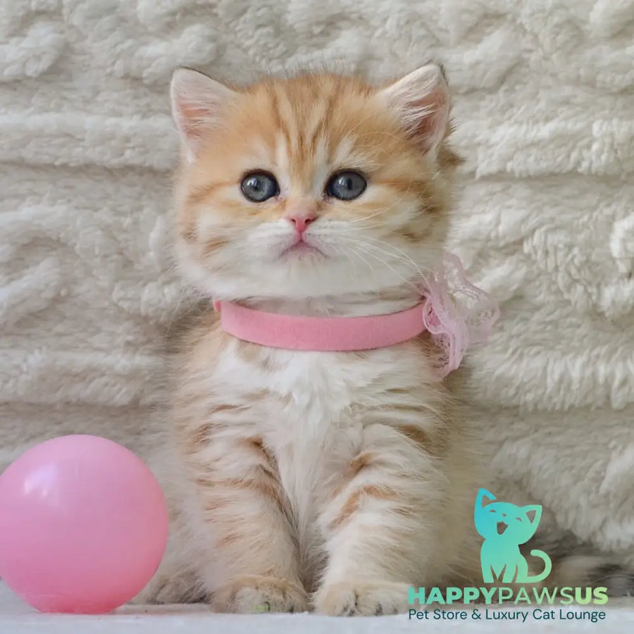 Celine British Shorthair female black golden spotted tabby - live animals