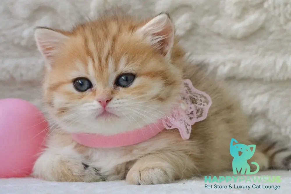 Celine British Shorthair female black golden spotted tabby - live animals
