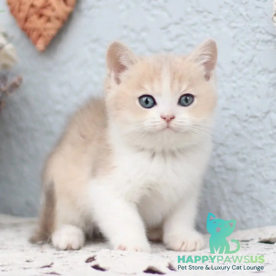 Celine British Shorthair female blue golden shaded bicolour - live animals