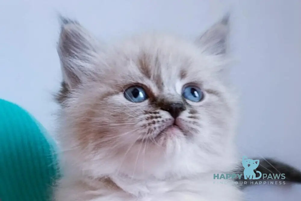 Cepheus Neva Masquerade male black tabby pointed live animals