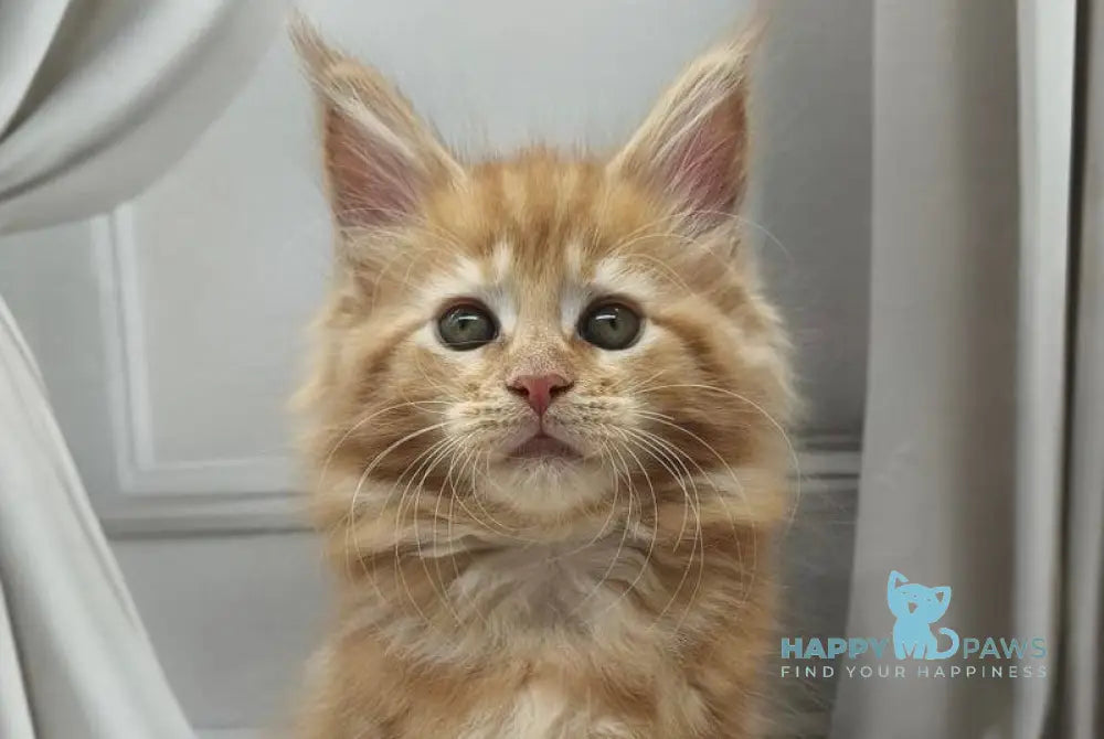Cercea Maine Coon female red tabby live animals
